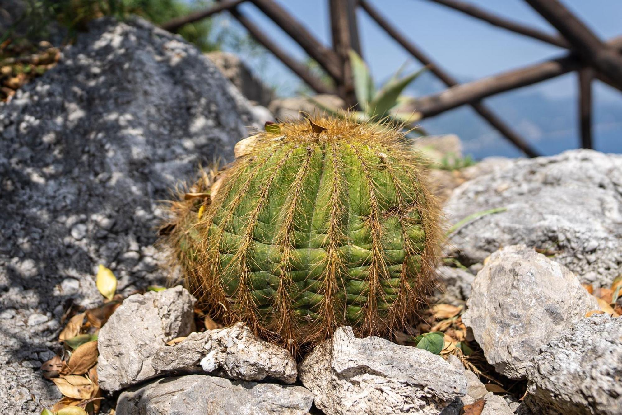 Tenuta Dell'Al.Ma. Amalfi Dış mekan fotoğraf
