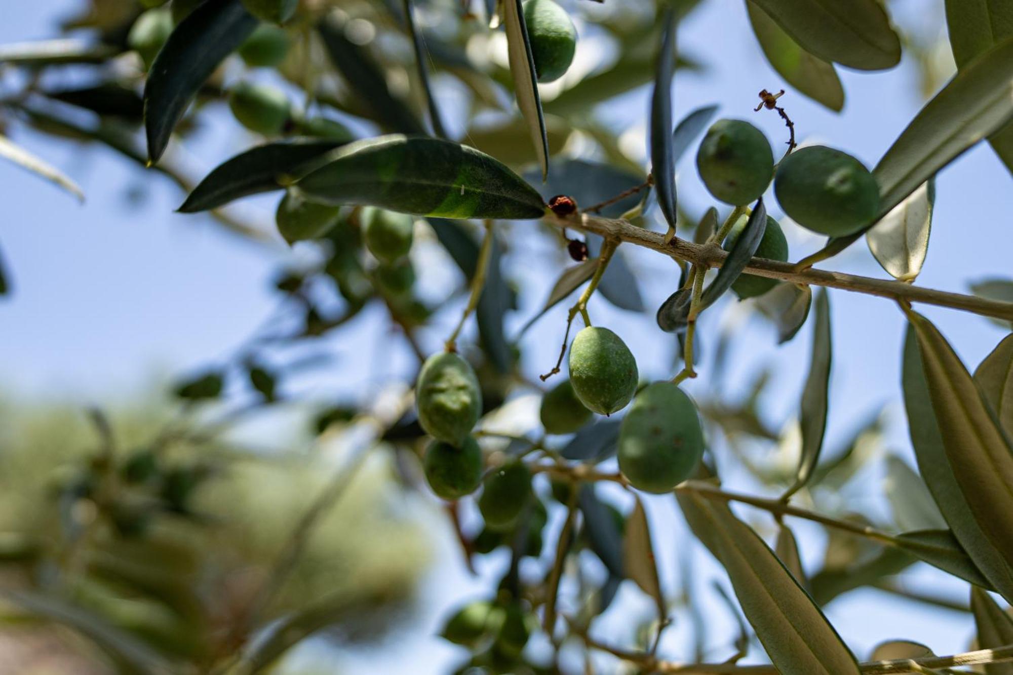 Tenuta Dell'Al.Ma. Amalfi Dış mekan fotoğraf